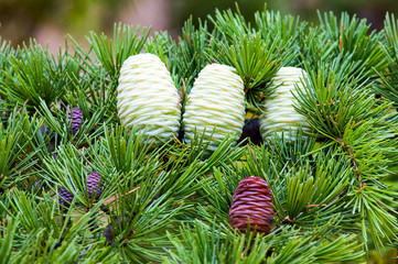Foliage and (small brown male, female brown mature and immature) cones of Himalayan cedar (Cedrus deodara).