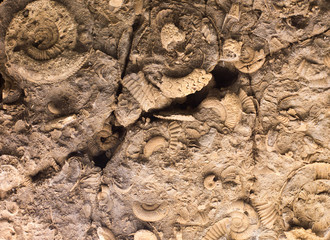 Fossils in rock