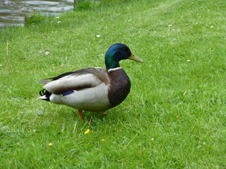 Ente auf einer Wiese im Park
