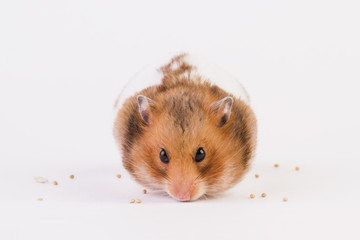 A hamster uses grain. Isolated on white background.