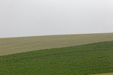 Fototapeta premium Contraste verts dans les champs en Artois, département du Pas-de-Calais, France