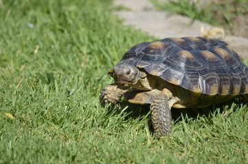 Desert Tortoise in Grass 2