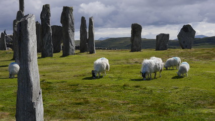 Scottish Blackface Schafe bei den Callanish Stones, Isle of Lewis