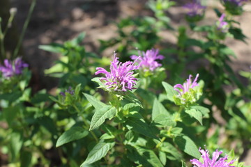 Monarda didyma flower closeup .Medicinal plants, herbs in the garden.
