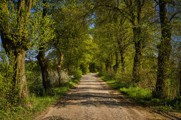  Landscape with an arth road among sunflower and wheat agricultural fields in Poland , Malbork