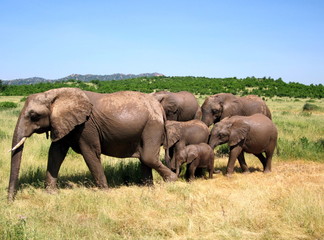 Naklejka na ściany i meble Very cohesive, friendly elephant family in Tanzania, Ruaha national park