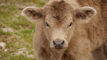 Highland Catle Kalb, Isle of Lewis