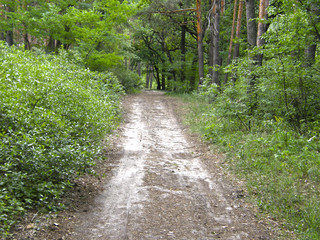 Fototapeta na wymiar Trees in the summer forest.