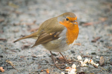 Robin looking happy eating peanuts