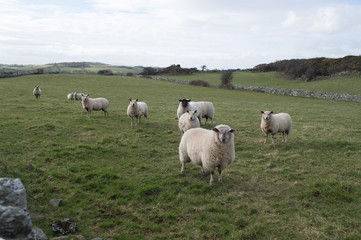 Fototapeta na wymiar Sheep staring