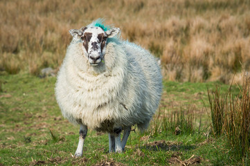 Sheep with brown markings on face