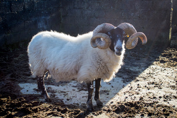 Sheep with large, curly horns