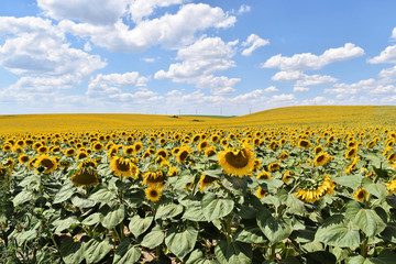 Obraz premium Large sunflower farm in Europe during summertime