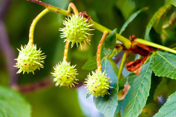 Spiky capsules of a horse-chestnut (Aesculus hippocastanum) with the seeds inside.