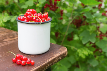 Juicy ripe raw red currant berries in a white cup on a wooden chair and tablecloths in the summer in a village on a bush background.The concept of healthy and healthy vegetarian food