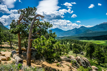 Fototapeta na wymiar Majestic ancient pines. Green summer valley in the Rocky Mountains