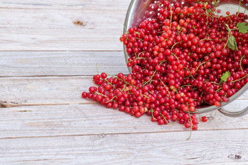 Red currants in a metal colander