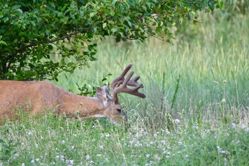 White-tailed buck deer (Odocoileus virginianus)