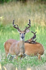 White-tailed buck deer (Odocoileus virginianus)