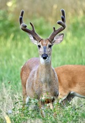 White-tailed buck deer (Odocoileus virginianus)