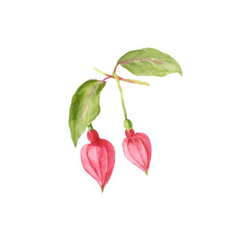 Botanical watercolor illustration of Beautiful pink Fuchsia buds isolated on white background