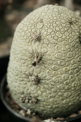 Domestic cactus,summer flower decoration with green color toned.