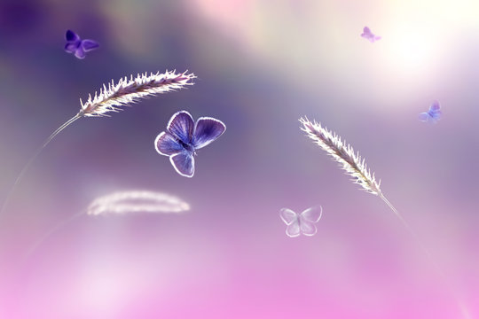Butterflies in flight against a background of wild nature in pink tones. Artistic image. Soft focus.