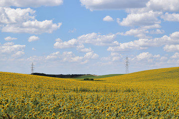 Large sunflower farm in Europe during summertime