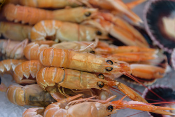 Fish still life. Red big shrimps on ice