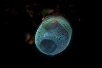 Delicate Tunicate on Coral Reef