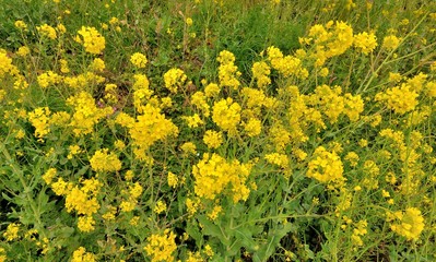 Fleurs jaunes dans un champ