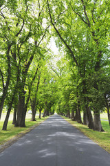 A perspective view of country side road build through beautiful grown trees. Shot in portrait format.