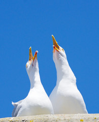 Fototapeta premium Two seagulls squawking loudly