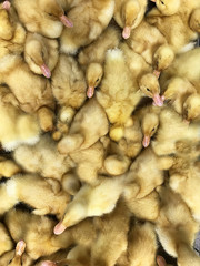 Little yellow ducklings.