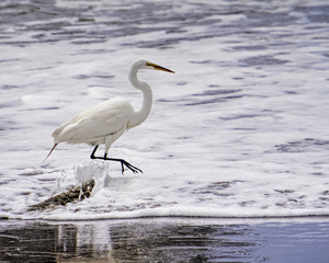 Egret in the surf