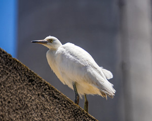 Juvenile Egret getting ready to fly