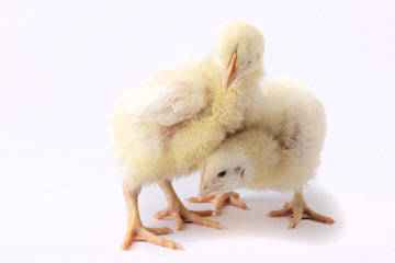 Due polli affettuosi