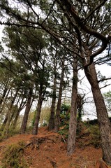 Grands pins en bordure de mer en Bretagne