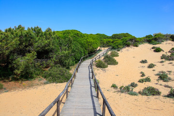 Fototapeta na wymiar Wooden walkway leading to the beach, over the sand dunes, surrounded by mediterranean pines.