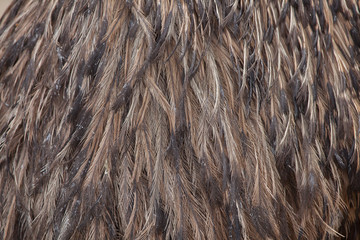 Emu (Dromaius novaehollandiae). Plumage texture