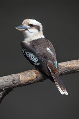 Laughing kookaburra (Dacelo novaeguineae).