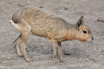 Patagonian mara (Dolichotis patagonum)