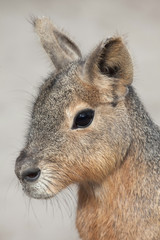 Patagonian mara (Dolichotis patagonum)