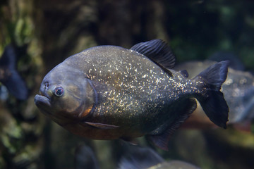 Red piranha (Pygocentrus nattereri)