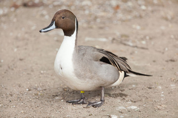 Northern pintail (Anas acuta).