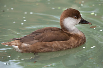 Red-crested pochard (Netta rufina).