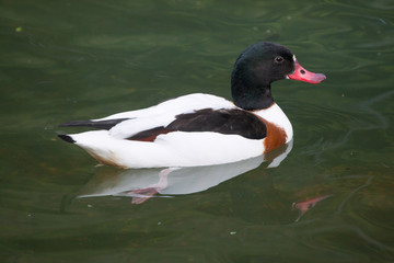 Common shelduck (Tadorna tadorna).
