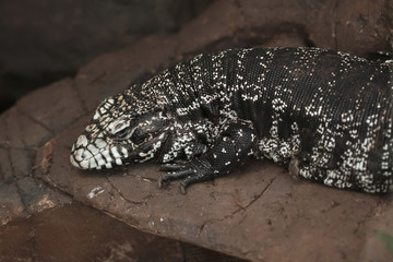 Argentine black and white tegu (Salvator merianae)