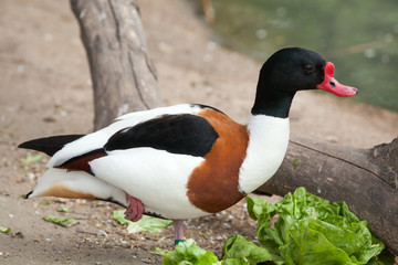 Common shelduck (Tadorna tadorna).