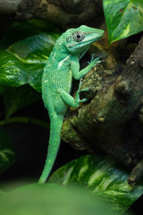 Knight anole (Anolis equestris)